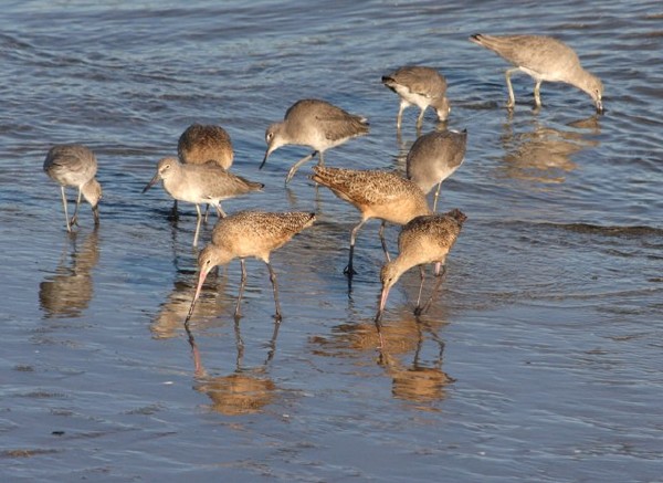 Marbled Godwit & Willet